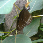 Great Eggfly