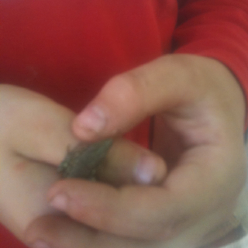 Wall lizard - lucertola