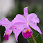 Orquídea hibrida