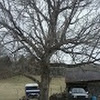 Box elder tree