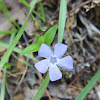 Small Periwinkle