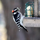 Downy woodpecker (Male)