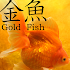 Gold Fish 3D1.0.7
