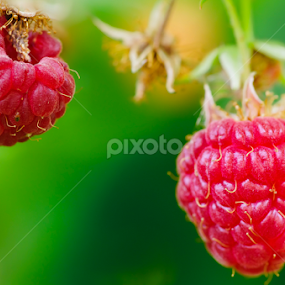 Reds - Raspberry 2 by Doug & Coleen Walkey - Nature Up Close Gardens & Produce