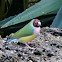 Gouldian Finch