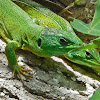 Balcan green lizard