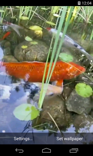 Koi Video Live Wallpaper