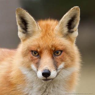 How to download Animal Walpapers 0.1 mod apk for pc
