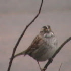 White-throated Sparrow