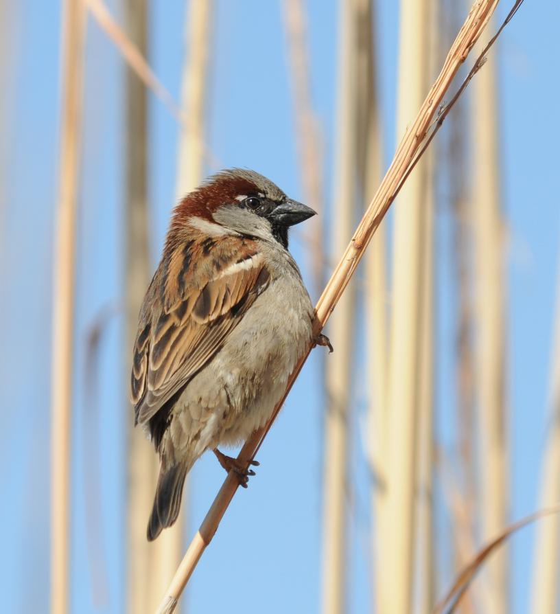 House sparrow (male)