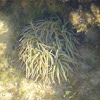 Snakelocks anemone