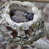 Anna's Hummingbird (Baby)