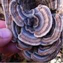 Fungi - Trametes versicolor ? Common name - Turkey Tail ?
