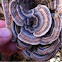 Fungi - Trametes versicolor ? Common name - Turkey Tail ?