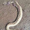 Prarie Rattlesnake