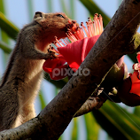 The Squirrel by Malay Maity -  