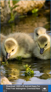 How to get Duck Wallpapers patch 6.2 apk for laptop