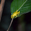 Ranita de suampo--- Swamp tree frog