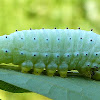 Promethea Silk Moth caterpillar