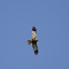 Marsh Harrier