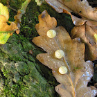 Oak Apple, Gall Wasp larvae