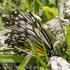 Yellow Glassy Tiger Butterfly