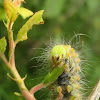 Small Emperor Moth Caterpillar / Malo noćno paunče (gusjenica)