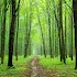 Forests. Free trees and forest wallpapers2