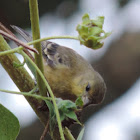 Lesser Goldfinch    female