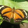 Tiger-striped Leafwing