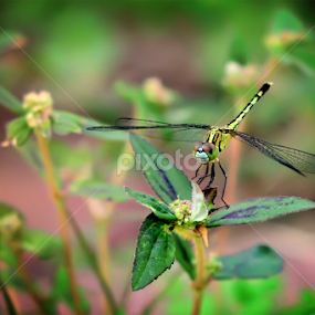 by Arul Arul - Animals Insects & Spiders