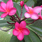 Frangipani