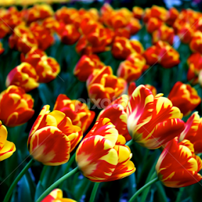 Tulips in Washington D.C. by Jermaine Pollard - Flowers Flower Gardens