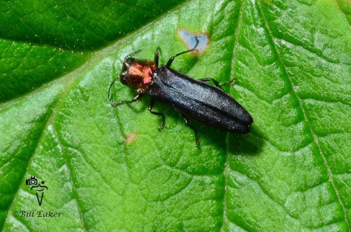 Red Necked Cane Borer