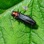 Red Necked Cane Borer