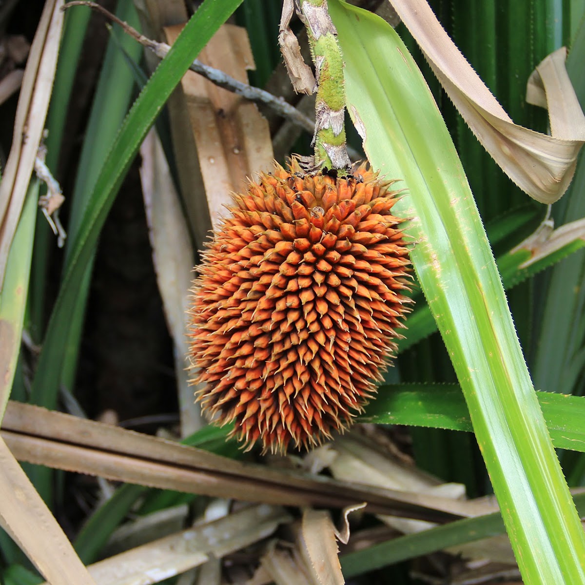 pandanus shrub