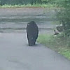 American Black bear