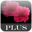 Lovely Red Sakura Live WP+ logo