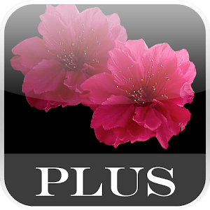 Lovely Red Sakura Live WP+ logo