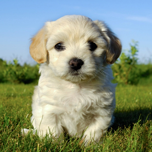 Your Dog Pet Friend.apk 1.0