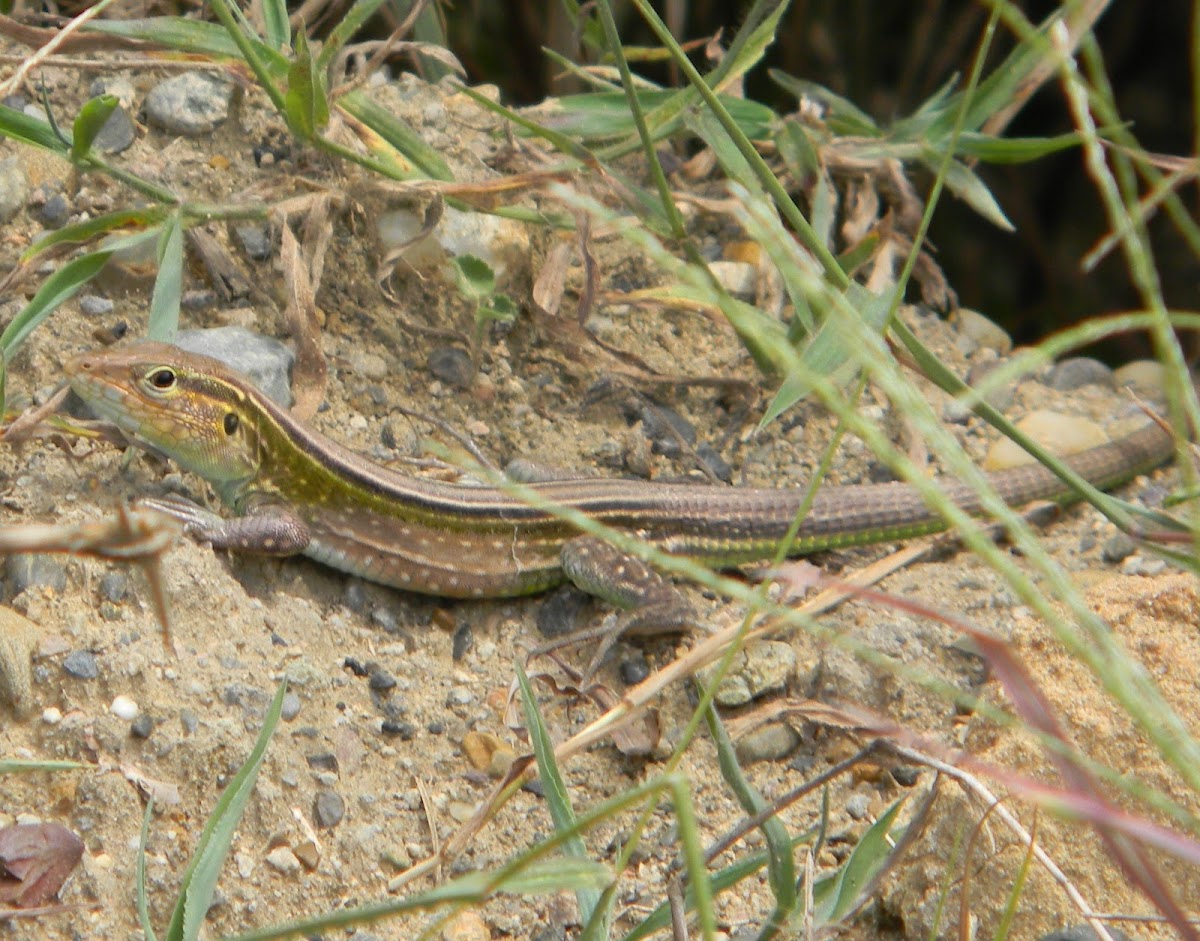 Lagartija - Whiptail Lizard
