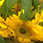 Girassol (sunflower)