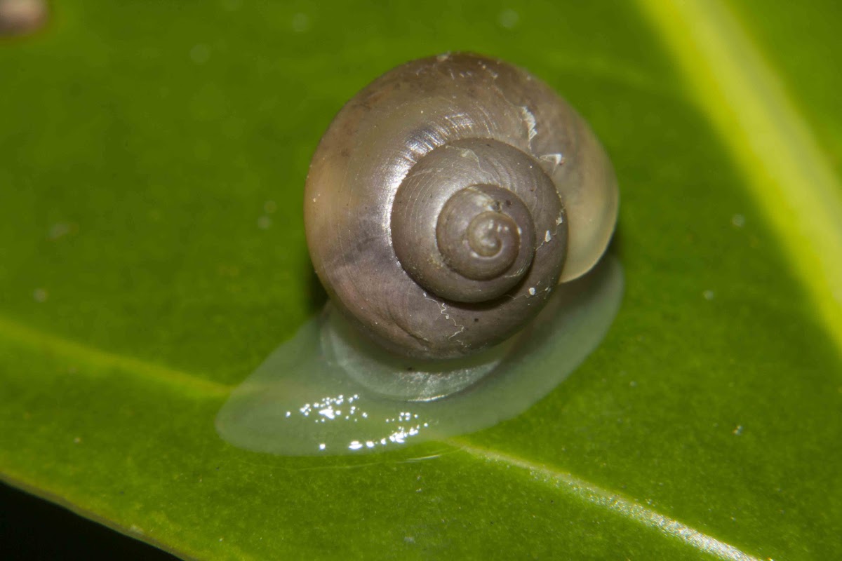 Unknown Snail