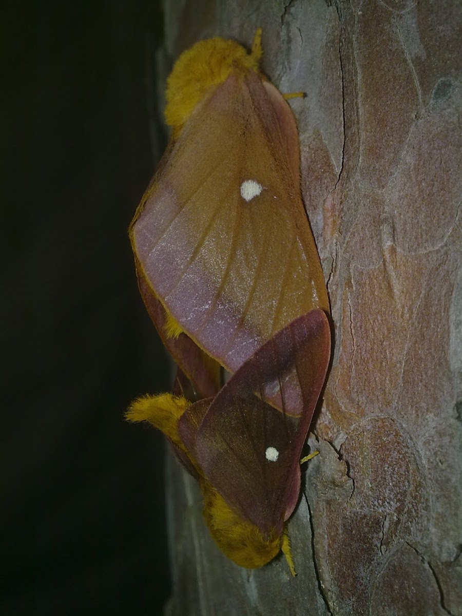 Pink-Striped Oakworm Moth