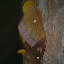 Pink-Striped Oakworm Moth
