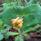 Orange Honeysuckle