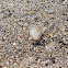 beached fish eggs