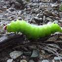 Polyphemus Moth Larva