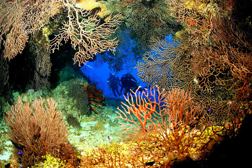 The coral reef at Ghost Mountain off Grand Cayman Island.