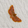 Gold Triangle Moth